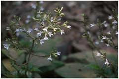 Gymnostachyum glabrum
